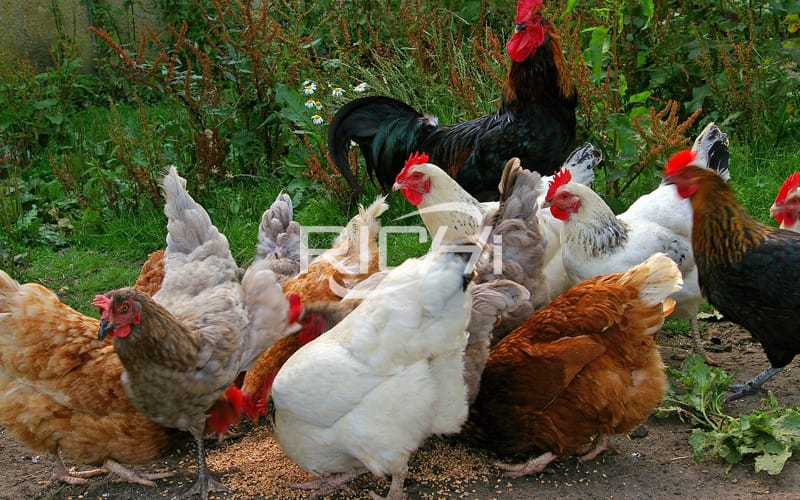 For all the newcomers:What knowledge do you need to learn to engage in the chicken industry?