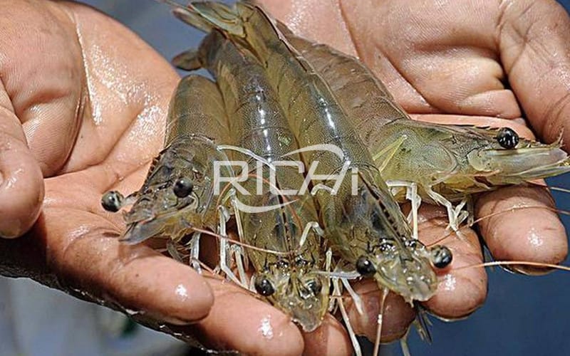 How to raise freshwater shrimp?