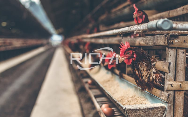 How to choose the processing parameters of the 300,000 laying hens farm?