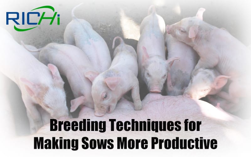 Three secrets to making sows more productive and more productive