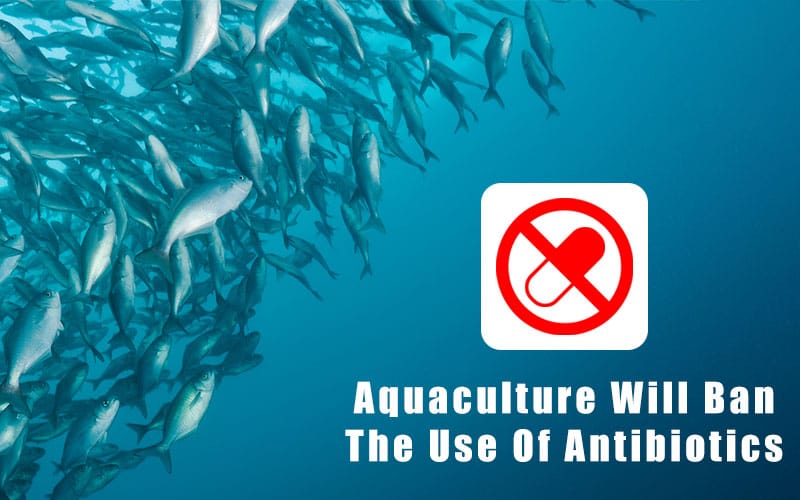 [Special Focus]Aquaculture Will Ban The Use Of Antibiotics,Are you ready?