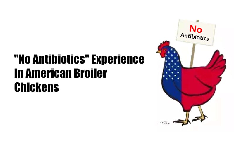 What should we learn from "No Antibiotics" management of American broiler chickens?