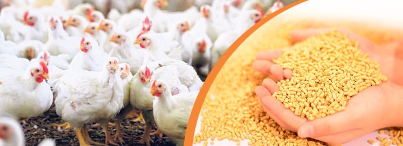 Please use vitamins scientifically when feeding chickens